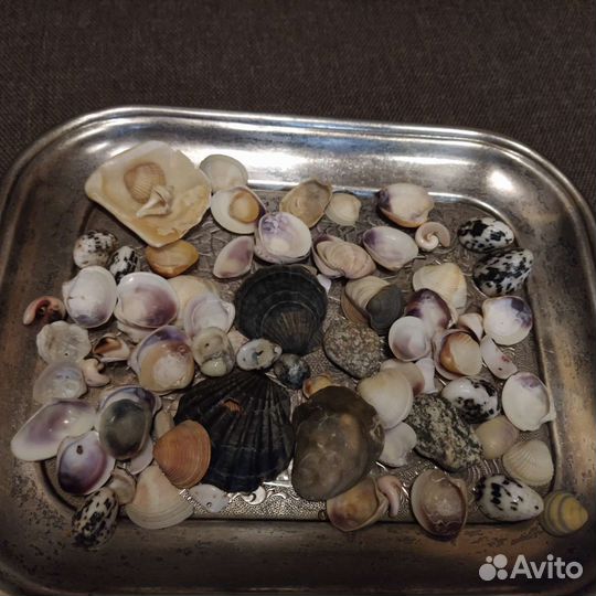 Морские ракушки