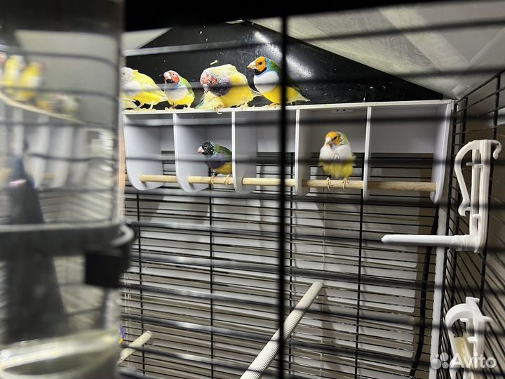 Амадины гульда