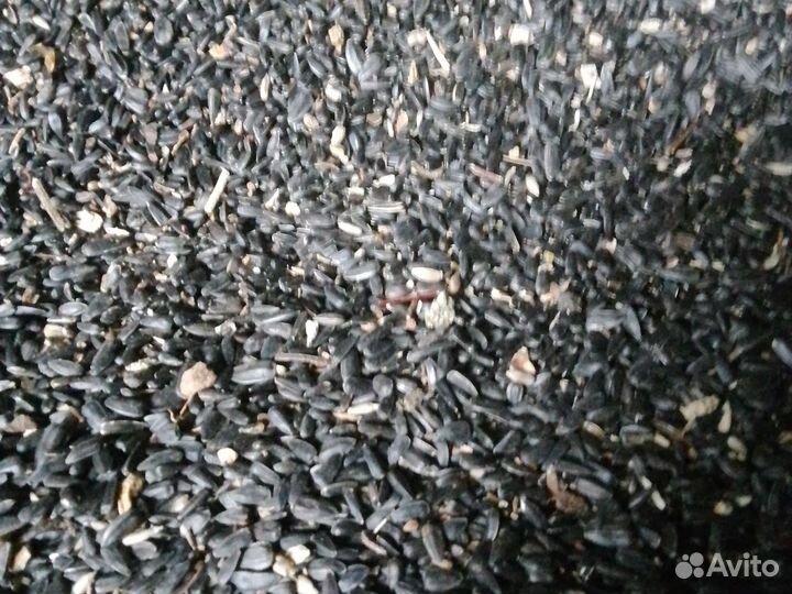 Семечки подсолнечника