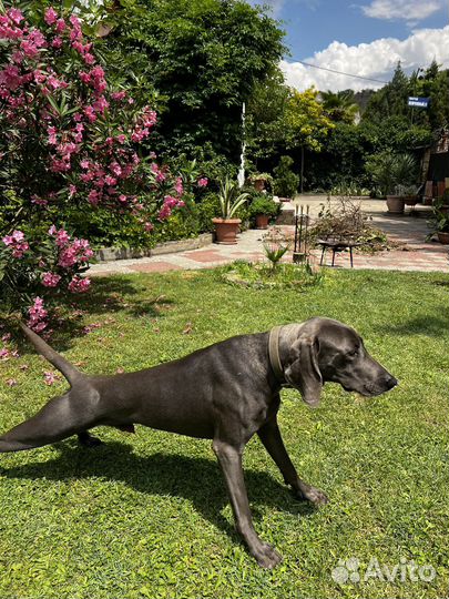 Вязка Веймаранер