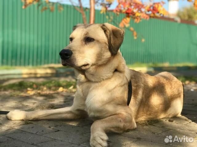 Нежная Соланж в добрые руки