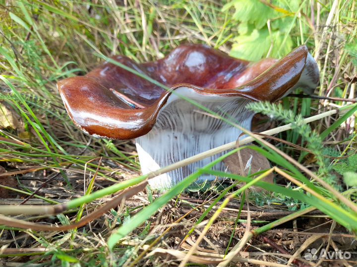 Тарелка интерьерная