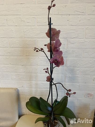 Орхидея фаленопсис