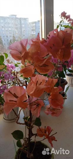 Бугенвиллии разные