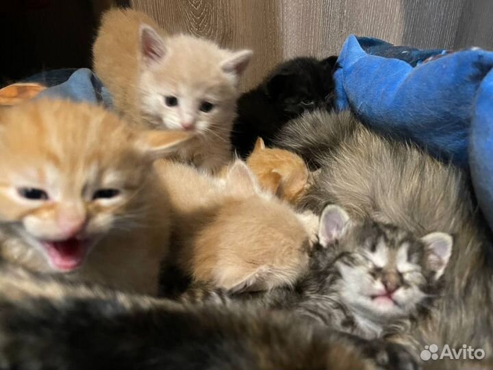 Кошки в добрые руки