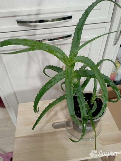 Алоэ столетник