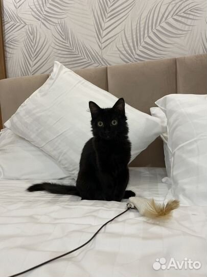 Мини - супер котёнок ищет хозяев