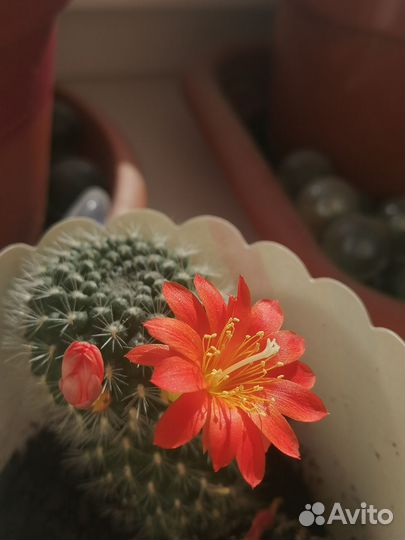 Кактусы и суккуленты