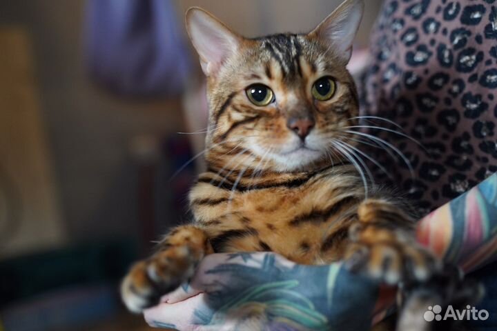Бенгальский кот в дар