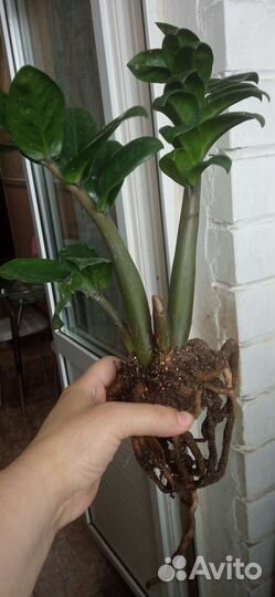 Замиокулькас Зензи