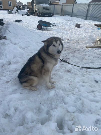 Маламута в добрые руки