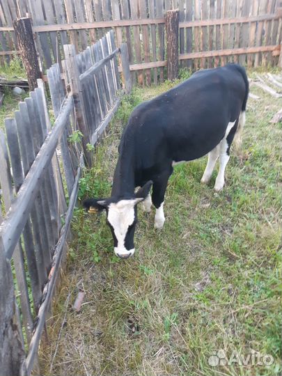 Корова телята