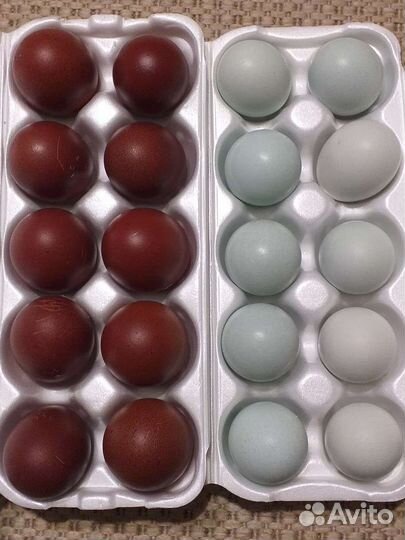 Инк яйцо амераукана,маран,загорская