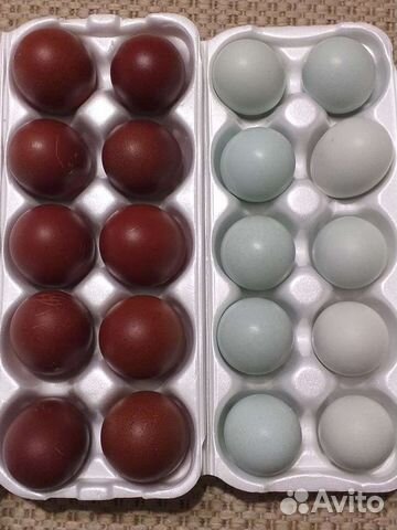 Инк яйцо амераукана,маран,загорская