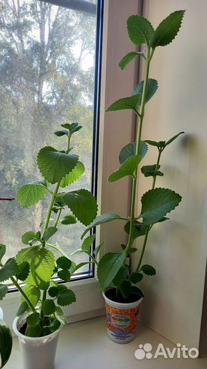 Ароматная домашняя мята