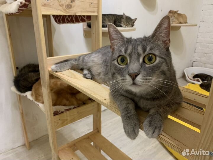 Котик Мышонок