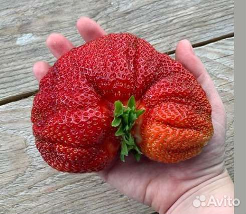 Клубника рассада новые и лучшие сорта