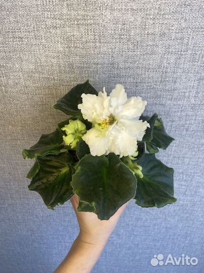 Сортовые фиалки