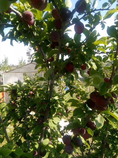 Участок 8 сот. (СНТ, ДНП)