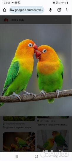 Волнистый попугай,корелла,неразлучники