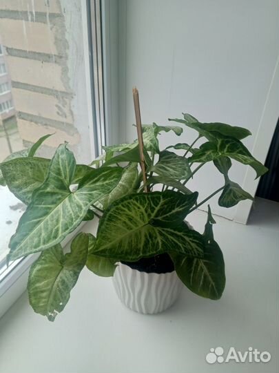 Сингониум комнатный цветок