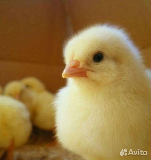 Суточные бройлеры кобб 500 росс 308 импортный