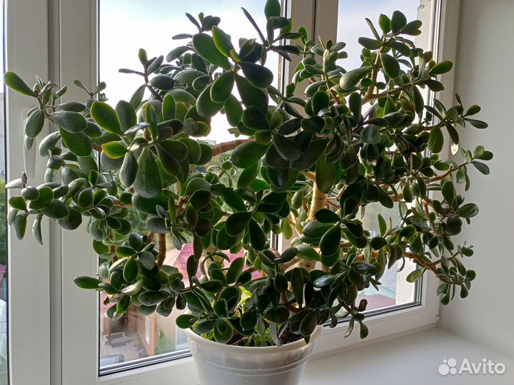 Комнатное растение Денежное дерево