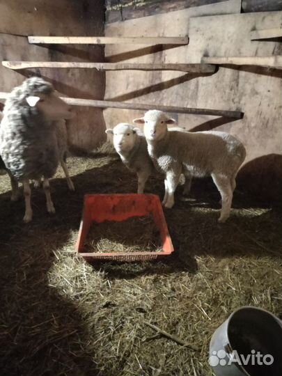 Овцы бараны ягнята