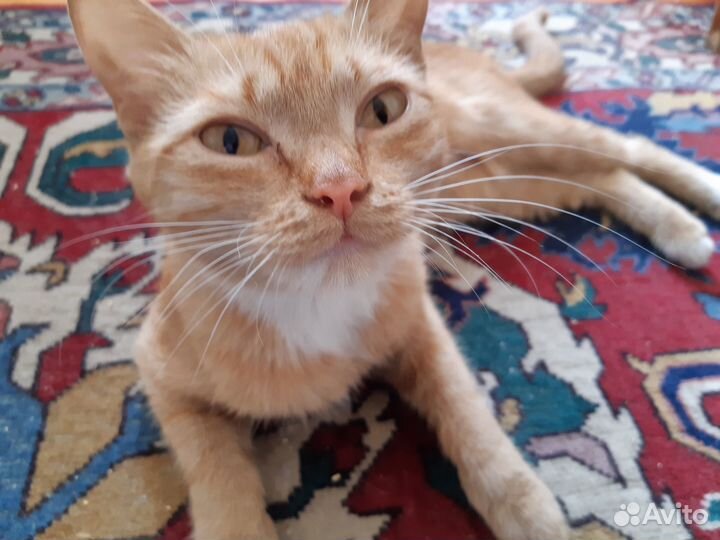 Рыжая мурлыка