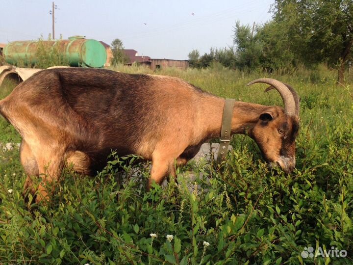 Козье молоко, сыр,куринное яйцо