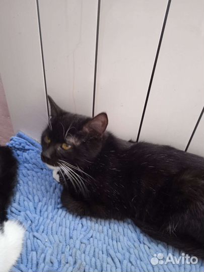 В добрые руки бесплатно коты