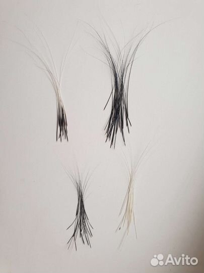 Кошачьи усы