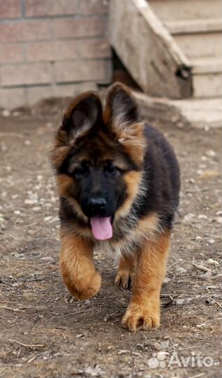 Щенки немецкой овчарки