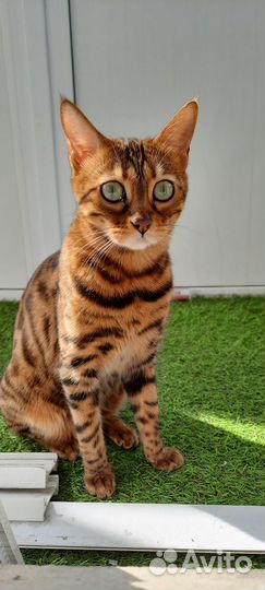 Бенгальская кошка ищет жениха