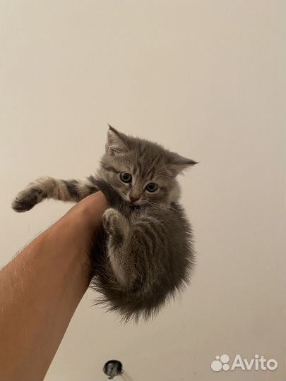 Домашние животные котята