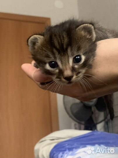 Кошки в добрые руки бесплатно