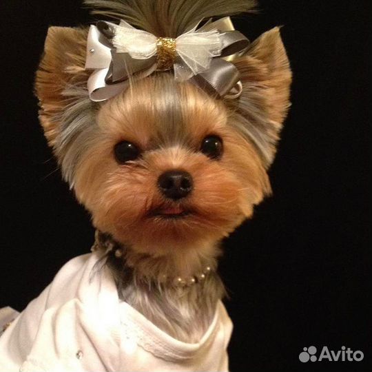 Стрижка Йорков, Биверов, Биро, Шоко