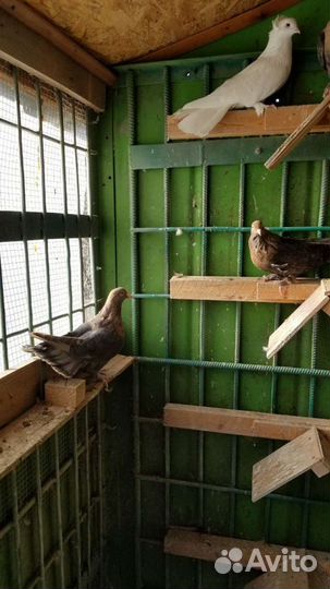 Николаевские голуби в Симферополе