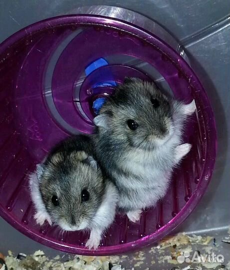 Джунгарский хомяк