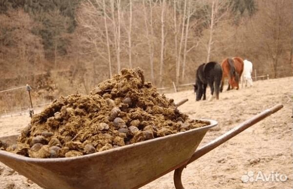 Конский навоз