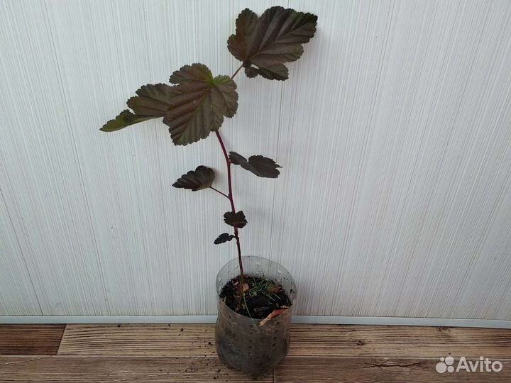 Пузыреплодник калинолистный красный