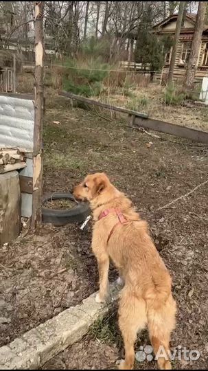 Отдам собаку девочку- 1 год