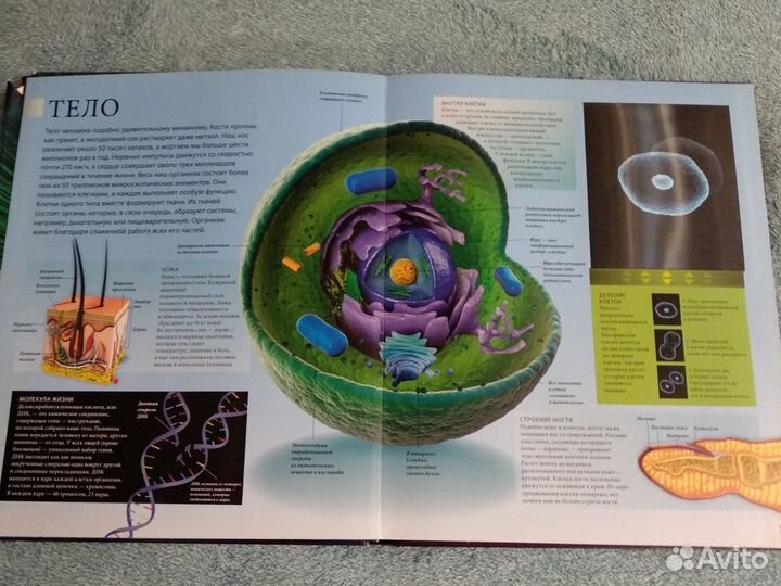 Книга энциклопедия тело человека в картинках Эксмо