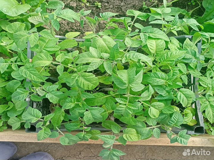 Рассада помидор