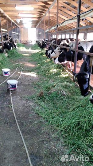 Продам мясо говядина