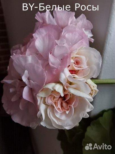 Пеларгония та-Эльфрида и др