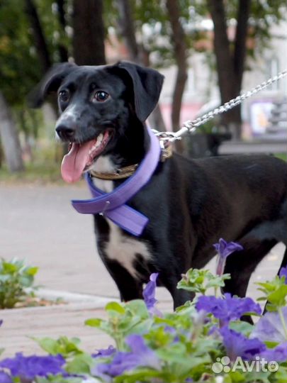 Добрая девочка ищет дом