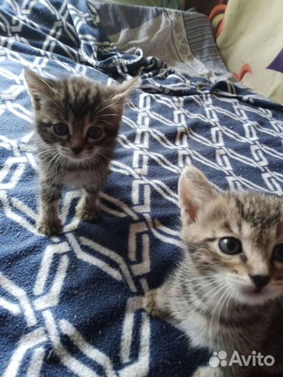 Котята бесплатно