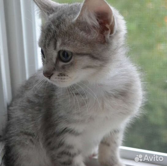 Котенок мальчик