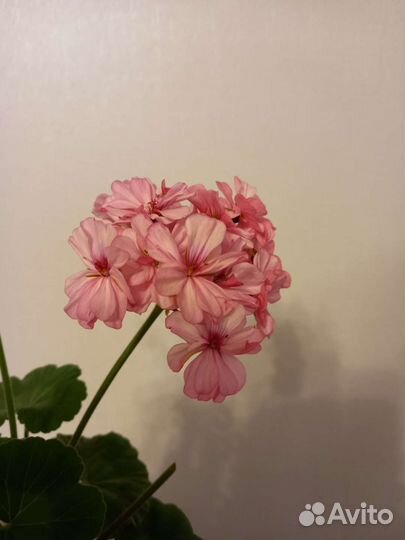 Герань пеларгония